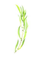 Seeded eycalyptus twig, isolated on white watercolor illustration