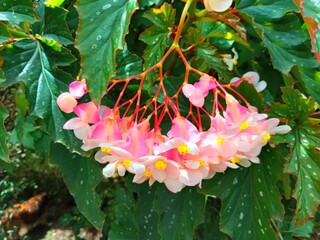 pink and white flower of begonia