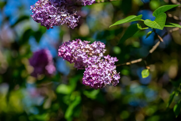 Blooming purple lilac flowers on a sunny day in the park. Nature blurred green background of leaves. Shallow depth of field.