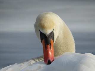 Gefieder putzen Schwan