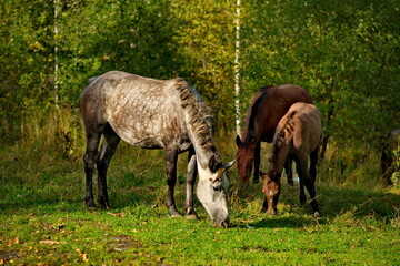Russia. Mountain Altai.  Horses graze peacefully on free pastures near the village of Turochak.