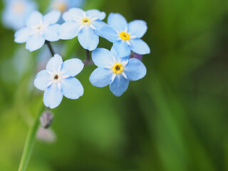 Obraz na płótnie Canvas Small blue petals of forget-me-not flowers.