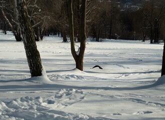 A corvus flys in jena at winter 2021 in paradise