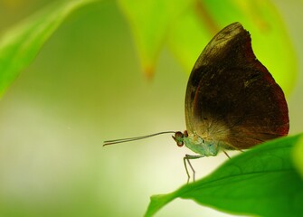Growing butterflies for business in Mindo, Ecuador