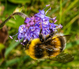 Bourdon pyrénéen butinant à Mérens-les-Vals, Ariège, France