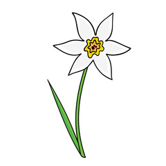 Vector illustration of a daffodil. Isolated element. Flower. Narcissus.