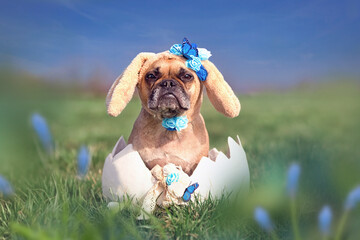 Cute French Bulldog dressed up as easter bunny sitting in giant egg on flower meadow