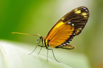 Fototapeta na wymiar Growing butterflies for business in Mindo, Ecuador