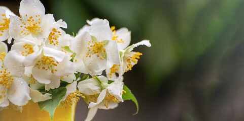 Jasmine, a bouquet of Jasmine close - up stands in a small yellow bucket at the waterfall. Selective focus.