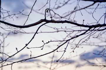 Fototapeta na wymiar 木の枝のシルエット