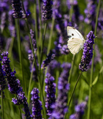 Papillon dans la lavande à Mévouillon, Rhône-Alpes, France