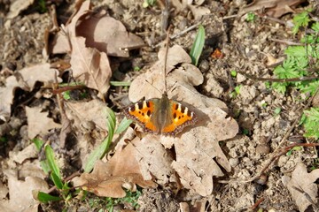 Schmetterling