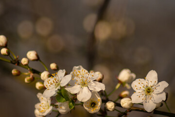 Naklejka na ściany i meble blossoming plum against the evening light Beautiful blooming plum blossom close-up on sunset background. Macro of a blossoming plum plant in the garden in summer. Branch of plum blossom.