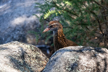 Weka, oiseau endémique du parc Abel Tasman, Nouvelle Zélande