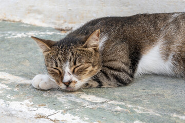 Sleepy cat on street in Chora town on Folegandros island, Cyclades islands, Greece