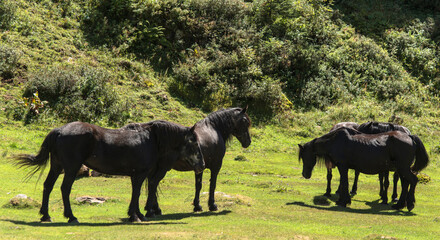 Chevaux pyrénéens de Mérens, Ariège, France