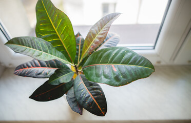 croton colorful leaves close up © Justyna