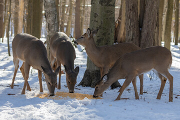 Small herd white-tailed deers eats corn © Denny