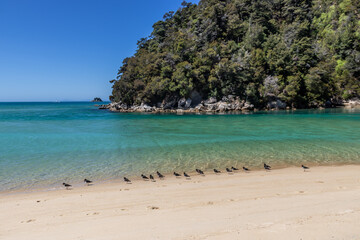 Fototapeta na wymiar Oiseaux sur une plage du parc Abel Tasman, Nouvelle Zélande