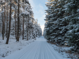 Snowy road in winter forest with snow covered spruce trees Brdy Mountains, Hills in central Czech Republic, sunny day