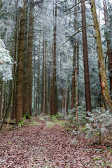 frostiger Winterzauber im Wald