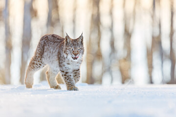 The wild beast walks through the snowy forest. The lynx walks through the snowy forest. Highly endangered lynx lynx. Wildlife scene from nature.
