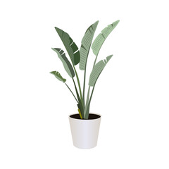 Strelitzia (Bird of Paradise), potted plant  isolated on the white background, tropical plants, modern houseplants, vector