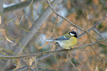 The titmouse is a widespread bird.