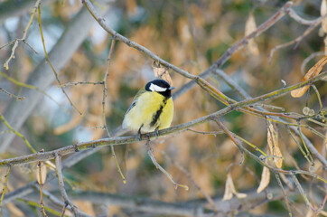 The titmouse is a widespread bird.