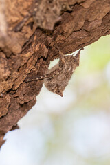 Eine Nasenfledermaus h&auml;ngt gut getarnt in der Seitenansicht an der Baumrinde im brasilianischen Pantanal