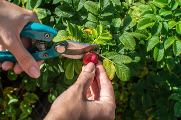 Hands of a young woman holding garden shears cut ripe wild rose berries from a branch. Detail of...