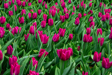 beautiful red, pink tulips in the flowerbed, messengers of spring, sunny day, spring mood