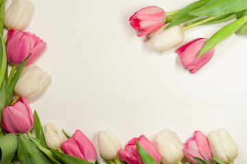 Pink and milky buds of tulips on a white background