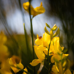 Fiori di ginestra con insetto