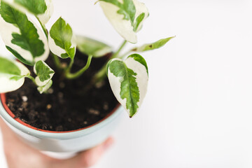 Epipremnum Njoy house plant in a pot