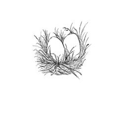 Obraz premium Monochrome picture by hand drawn technique with black ink on white paper. Conceptual line art show “Eggs” two eggs in the nest.