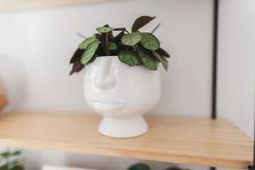 Ctenanthe burle-marxii 'Amagris' plant in a head shape pot