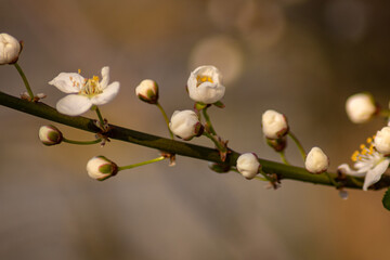 blossoming plum against the evening light Beautiful blooming plum blossom close-up on sunset background. Macro of a blossoming plum plant in the garden in summer. Branch of plum blossom.