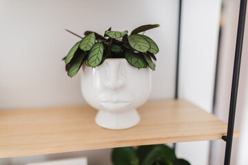 Ctenanthe burle-marxii 'Amagris' plant in a head shape pot