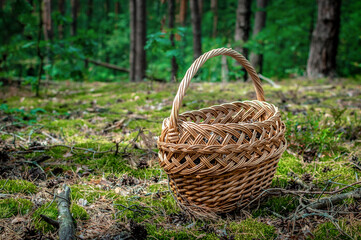 Fototapeta na wymiar A wicker basket stands on a moss among a pine forest. Trekking in nature, forest, woods, moss. Handcraft container with healthy meal inside. Leisure activity for kid, adult, senior.