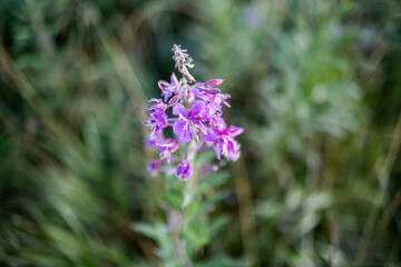delicate flower in the middle of greenery