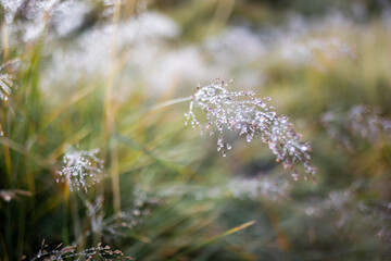 Obraz premium dew drops on the grass, background