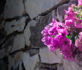 Fototapeta Bugenwilla, kącicierń Bougainvillea Comm. ex Juss. różowy kwiat egzotyczny w promieniach słońca na tle kamiennego muru obraz