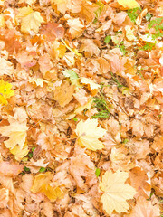 Colorful maple leaves lie on the grass. Orange and yellow autumn leaves background. Space for text.