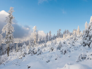 Snowy winter forest with small young snow covered spruce trees. Brdy Mountains, Hills in central Czech Republic, sunny day