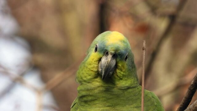 Gelbscheitelamazone&nbsp;(Amazona ochrocephala) in Wiesbaden im Schlosspark Biebrich