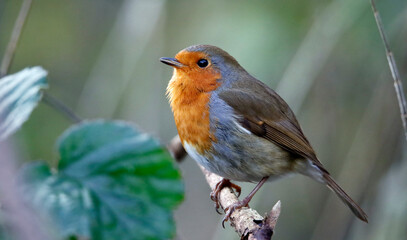 Eurasian robin in the woods