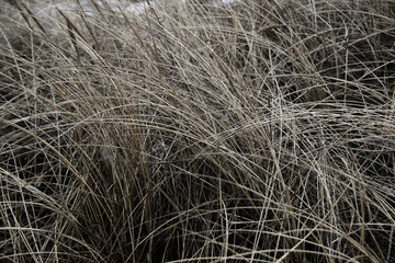 dry yellow grass on the beach