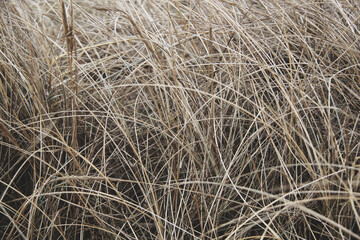 dry yellow grass on the beach