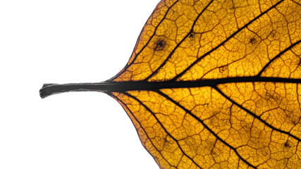 Backlit persimmon rotten autumn leaf macro shot
